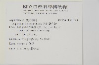 縮羽鐵角蕨藏品圖，第2張