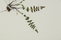 縮羽鐵角蕨藏品圖，第3張