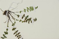 縮羽鐵角蕨藏品圖，第4張