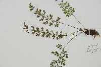 小葉鐵角蕨藏品圖，第3張