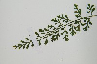 小葉鐵角蕨藏品圖，第4張