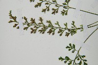 小葉鐵角蕨藏品圖，第5張