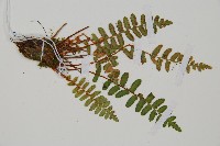 岩蕨藏品圖，第3張