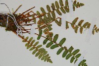 岩蕨藏品圖，第4張