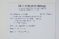 玉山瓦葦藏品圖，第2張