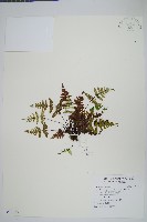 深山粉背蕨藏品圖，第1張