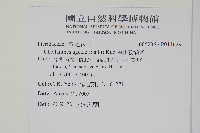 深山粉背蕨藏品圖，第2張