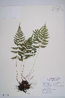 蓬萊蹄蓋蕨藏品圖，第1張