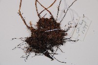 蓬萊蹄蓋蕨藏品圖，第3張