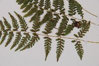 蓬萊蹄蓋蕨藏品圖，第4張