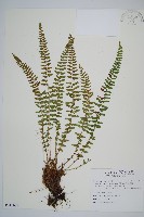 麗江耳蕨藏品圖，第1張