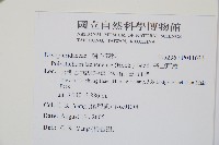 麗江耳蕨藏品圖，第2張