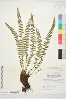 麗江耳蕨藏品圖，第2張