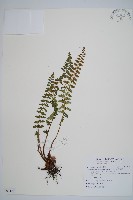 高山耳蕨藏品圖，第1張