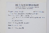 高山耳蕨藏品圖，第2張