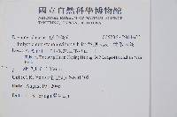 擬芽孢耳蕨藏品圖，第2張