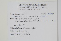 絨假紫萁、台灣絨假紫萁藏品圖，第2張