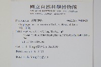 高山珠蕨藏品圖，第2張