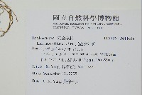 鈍齒鱗始蕨藏品圖，第2張