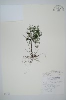 球桿毛蕨藏品圖，第1張