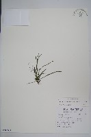 劍葉書帶蕨藏品圖，第1張