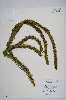 杉葉石松藏品圖，第1張