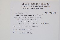 杉葉石松藏品圖，第2張