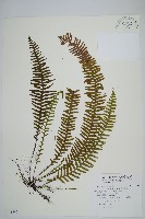 密毛蒿蕨藏品圖，第1張