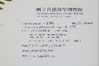 密毛蒿蕨藏品圖，第2張