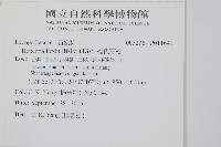 福氏石松藏品圖，第2張