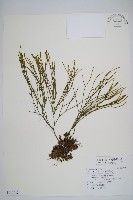 葉石松、鱗葉馬尾杉藏品圖，第1張