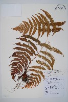 厚葉鱗毛蕨藏品圖，第1張