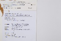 厚葉鱗毛蕨藏品圖，第2張