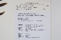 箭葉水龍骨、擬水龍骨藏品圖，第2張