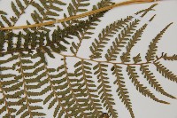 對生蹄蓋蕨藏品圖，第5張