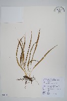 瓦葦藏品圖，第1張