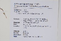 瓦葦藏品圖，第2張