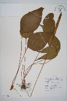 燕尾蕨藏品圖，第1張