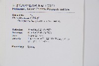 燕尾蕨藏品圖，第2張