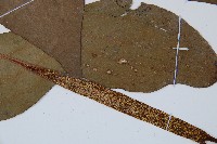 燕尾蕨藏品圖，第3張