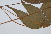 燕尾蕨藏品圖，第4張