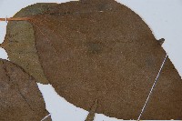 燕尾蕨藏品圖，第5張