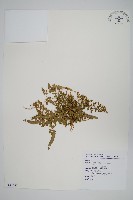 海金沙藏品圖，第1張