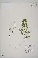 鐵線蕨藏品圖，第1張