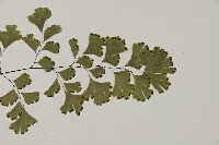 鐵線蕨藏品圖，第3張