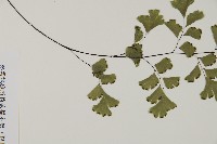 鐵線蕨藏品圖，第4張