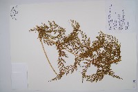 烏蕨藏品圖，第1張