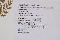 烏蕨藏品圖，第2張