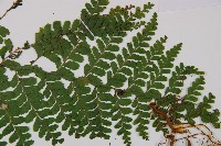 粗毛鱗蓋蕨藏品圖，第3張