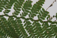 粗毛鱗蓋蕨藏品圖，第4張